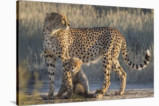 Cheetah (Acinonyx jubatus) with cub, Kgalagadi Transfrontier Park, Northern Cape, South Africa, Afr-Ann and Steve Toon-Stretched Canvas