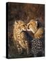 Cheetah (Acinonyx Jubatus) with Cub, Phinda Private Game Reserve, Kwazulu Natal, South Africa-Ann & Steve Toon-Stretched Canvas
