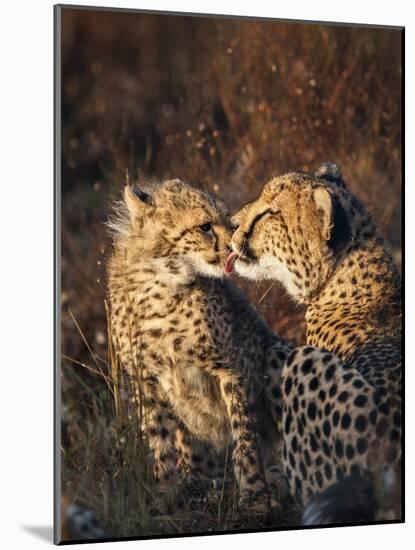 Cheetah (Acinonyx Jubatus) with Cub, Phinda Private Game Reserve, Kwazulu Natal, South Africa-Ann & Steve Toon-Mounted Photographic Print