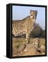 Cheetah (Acinonyx Jubatus) with Cub, Phinda Private Game Reserve, Kwazulu Natal, South Africa-Ann & Steve Toon-Framed Stretched Canvas