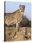 Cheetah (Acinonyx Jubatus) with Cub, Phinda Private Game Reserve, Kwazulu Natal, South Africa-Ann & Steve Toon-Stretched Canvas