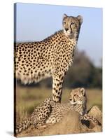 Cheetah (Acinonyx Jubatus) with Cub, Phinda Private Game Reserve, Kwazulu Natal, South Africa-Ann & Steve Toon-Stretched Canvas