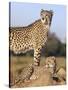 Cheetah (Acinonyx Jubatus) with Cub, Phinda Private Game Reserve, Kwazulu Natal, South Africa-Ann & Steve Toon-Stretched Canvas