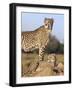 Cheetah (Acinonyx Jubatus) with Cub, Phinda Private Game Reserve, Kwazulu Natal, South Africa-Ann & Steve Toon-Framed Photographic Print