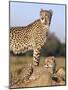 Cheetah (Acinonyx Jubatus) with Cub, Phinda Private Game Reserve, Kwazulu Natal, South Africa-Ann & Steve Toon-Mounted Photographic Print