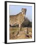 Cheetah (Acinonyx Jubatus) with Cub, Phinda Private Game Reserve, Kwazulu Natal, South Africa-Ann & Steve Toon-Framed Photographic Print