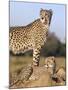 Cheetah (Acinonyx Jubatus) with Cub, Phinda Private Game Reserve, Kwazulu Natal, South Africa-Ann & Steve Toon-Mounted Photographic Print