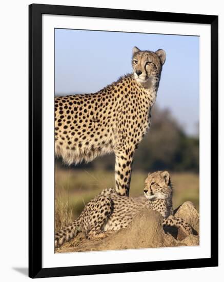 Cheetah (Acinonyx Jubatus) with Cub, Phinda Private Game Reserve, Kwazulu Natal, South Africa-Ann & Steve Toon-Framed Photographic Print