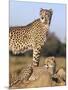 Cheetah (Acinonyx Jubatus) with Cub, Phinda Private Game Reserve, Kwazulu Natal, South Africa-Ann & Steve Toon-Mounted Photographic Print