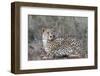 Cheetah (Acinonyx jubatus), Zimanga private game reserve, KwaZulu-Natal-Ann and Steve Toon-Framed Photographic Print