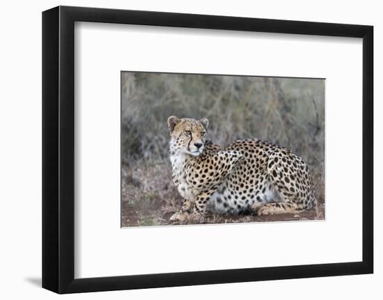 Cheetah (Acinonyx jubatus), Zimanga private game reserve, KwaZulu-Natal-Ann and Steve Toon-Framed Photographic Print