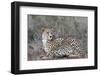 Cheetah (Acinonyx jubatus), Zimanga private game reserve, KwaZulu-Natal-Ann and Steve Toon-Framed Photographic Print