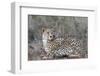 Cheetah (Acinonyx jubatus), Zimanga private game reserve, KwaZulu-Natal-Ann and Steve Toon-Framed Photographic Print