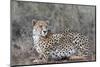 Cheetah (Acinonyx jubatus), Zimanga private game reserve, KwaZulu-Natal-Ann and Steve Toon-Mounted Photographic Print