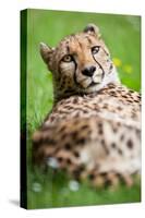 Cheetah (Acinonyx Jubatus)-l i g h t p o e t-Stretched Canvas