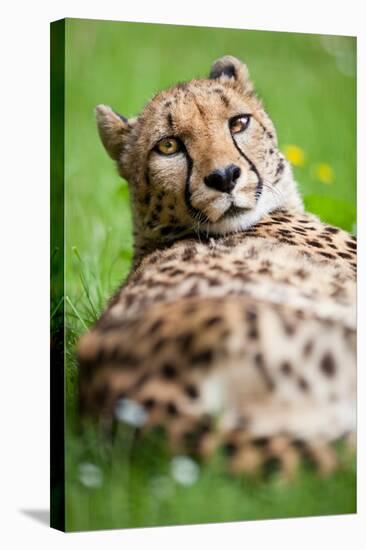 Cheetah (Acinonyx Jubatus)-l i g h t p o e t-Stretched Canvas