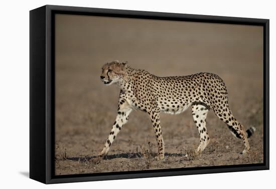 Cheetah (Acinonyx Jubatus)-James Hager-Framed Stretched Canvas