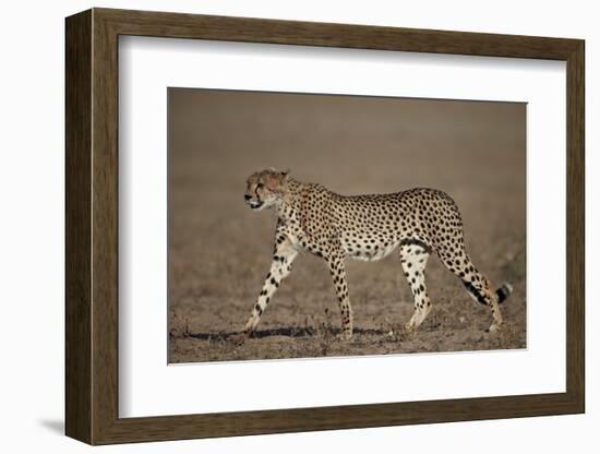 Cheetah (Acinonyx Jubatus)-James Hager-Framed Photographic Print