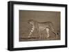 Cheetah (Acinonyx Jubatus)-James Hager-Framed Photographic Print