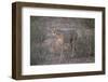 Cheetah (Acinonyx Jubatus)-James Hager-Framed Photographic Print