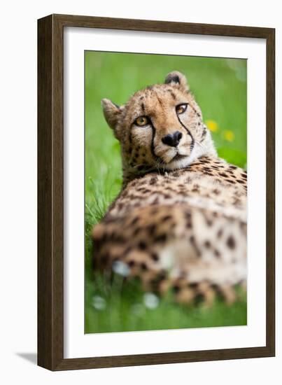 Cheetah (Acinonyx Jubatus)-l i g h t p o e t-Framed Photographic Print