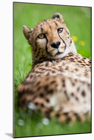 Cheetah (Acinonyx Jubatus)-l i g h t p o e t-Mounted Photographic Print