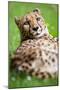 Cheetah (Acinonyx Jubatus)-l i g h t p o e t-Mounted Photographic Print