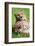 Cheetah (Acinonyx Jubatus)-l i g h t p o e t-Framed Photographic Print