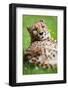 Cheetah (Acinonyx Jubatus)-l i g h t p o e t-Framed Photographic Print