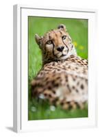 Cheetah (Acinonyx Jubatus)-l i g h t p o e t-Framed Photographic Print