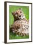 Cheetah (Acinonyx Jubatus)-l i g h t p o e t-Framed Photographic Print