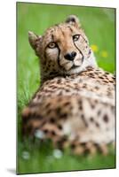 Cheetah (Acinonyx Jubatus)-l i g h t p o e t-Mounted Photographic Print