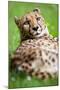 Cheetah (Acinonyx Jubatus)-l i g h t p o e t-Mounted Photographic Print