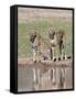 Cheetah (Aconinyx Jubatus), at Water, Kgalagadi Transfrontier Park, South Africa, Africa-null-Framed Stretched Canvas