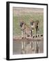 Cheetah (Aconinyx Jubatus), at Water, Kgalagadi Transfrontier Park, South Africa, Africa-null-Framed Photographic Print