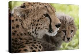 Cheetah (Acynonix Jubatus) and Cub, Masai Mara National Reserve, Kenya, East Africa, Africa-Sergio Pitamitz-Stretched Canvas