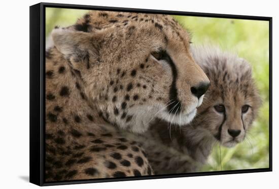 Cheetah (Acynonix Jubatus) and Cub, Masai Mara National Reserve, Kenya, East Africa, Africa-Sergio Pitamitz-Framed Stretched Canvas