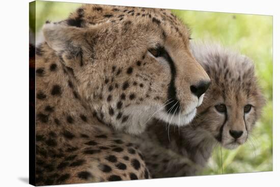 Cheetah (Acynonix Jubatus) and Cub, Masai Mara National Reserve, Kenya, East Africa, Africa-Sergio Pitamitz-Stretched Canvas