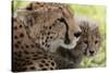 Cheetah (Acynonix Jubatus) and Cub, Masai Mara National Reserve, Kenya, East Africa, Africa-Sergio Pitamitz-Stretched Canvas