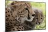 Cheetah (Acynonix Jubatus) and Cub, Masai Mara National Reserve, Kenya, East Africa, Africa-Sergio Pitamitz-Mounted Photographic Print