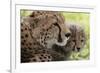 Cheetah (Acynonix Jubatus) and Cub, Masai Mara National Reserve, Kenya, East Africa, Africa-Sergio Pitamitz-Framed Photographic Print