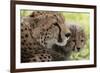 Cheetah (Acynonix Jubatus) and Cub, Masai Mara National Reserve, Kenya, East Africa, Africa-Sergio Pitamitz-Framed Photographic Print