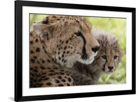 Cheetah (Acynonix Jubatus) and Cub, Masai Mara National Reserve, Kenya, East Africa, Africa-Sergio Pitamitz-Framed Photographic Print