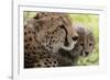 Cheetah (Acynonix Jubatus) and Cub, Masai Mara National Reserve, Kenya, East Africa, Africa-Sergio Pitamitz-Framed Photographic Print