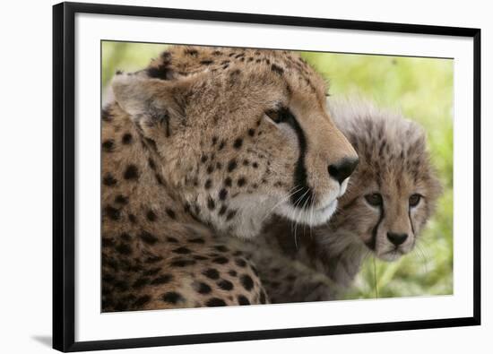 Cheetah (Acynonix Jubatus) and Cub, Masai Mara National Reserve, Kenya, East Africa, Africa-Sergio Pitamitz-Framed Photographic Print