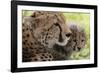 Cheetah (Acynonix Jubatus) and Cub, Masai Mara National Reserve, Kenya, East Africa, Africa-Sergio Pitamitz-Framed Photographic Print