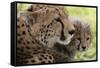 Cheetah (Acynonix Jubatus) and Cub, Masai Mara National Reserve, Kenya, East Africa, Africa-Sergio Pitamitz-Framed Stretched Canvas