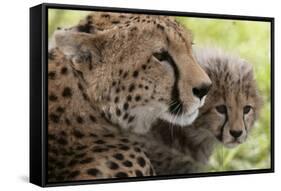 Cheetah (Acynonix Jubatus) and Cub, Masai Mara National Reserve, Kenya, East Africa, Africa-Sergio Pitamitz-Framed Stretched Canvas