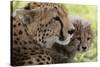 Cheetah (Acynonix Jubatus) and Cub, Masai Mara National Reserve, Kenya, East Africa, Africa-Sergio Pitamitz-Stretched Canvas