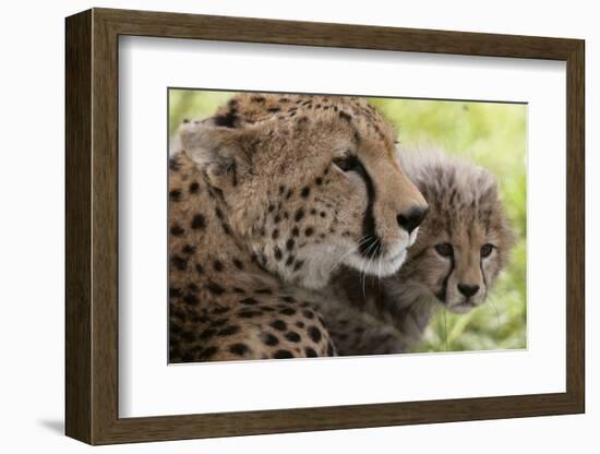 Cheetah (Acynonix Jubatus) and Cub, Masai Mara National Reserve, Kenya, East Africa, Africa-Sergio Pitamitz-Framed Photographic Print